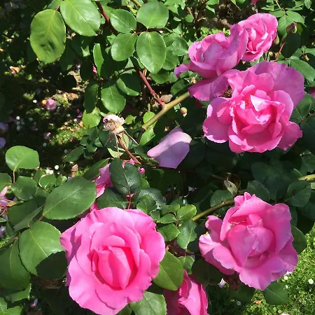 La Casona De 3* نويفا دي يانس