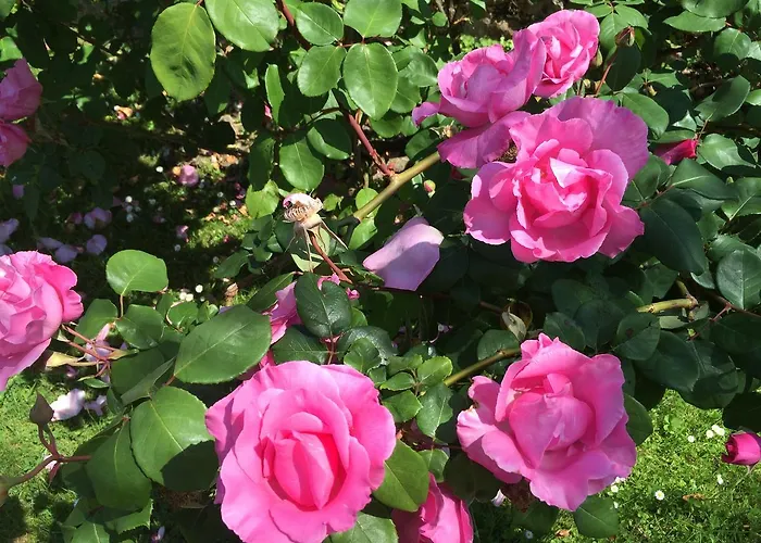 La Casona De 3* نويفا دي يانس